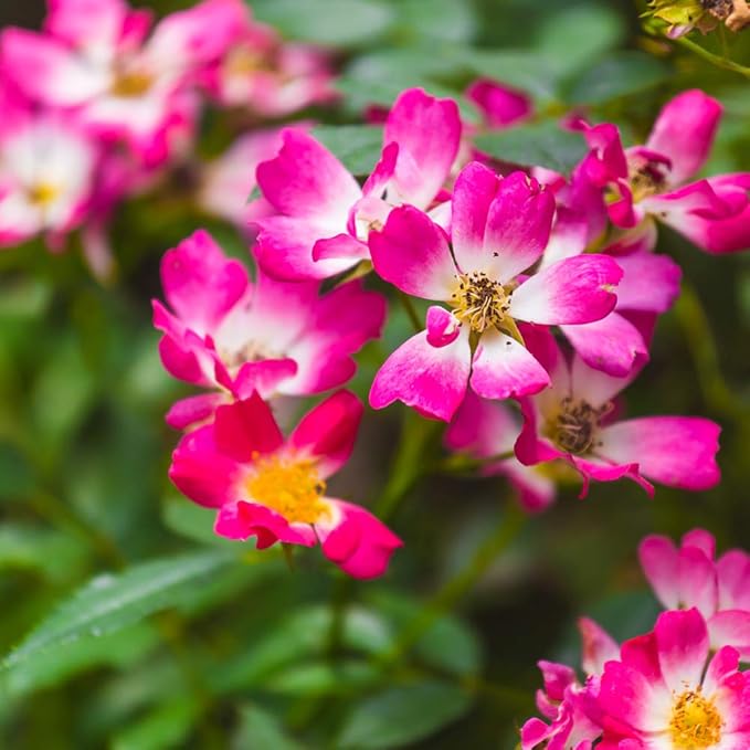 PERFECT PLANTS PINK-3-Gallon Rose Live Plant, 3 Gallon, Includes Care Guide