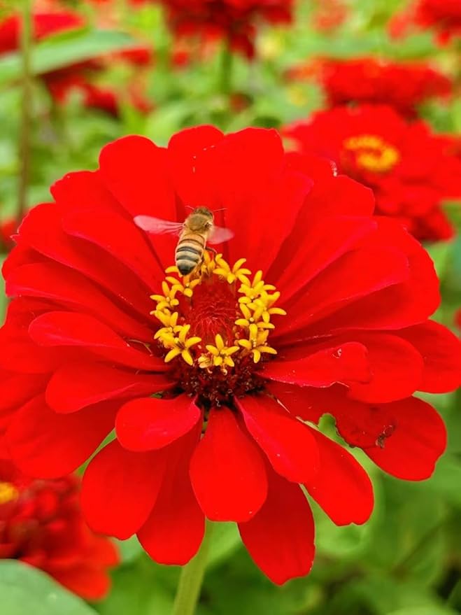 1000+ Mixed Zinnia Seeds for Planting Outdoors, Non-GMO, Heirloom, Beautiful Zinnia Flower Seeds - Attract Bees, Butterflies, Hummingbirds, Pollinators, Easy to Plant and Maintain