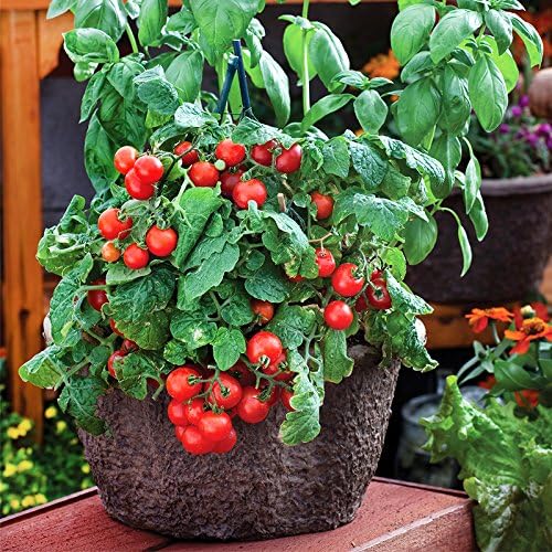 30 Dwarf Red Robin Tomato Seeds, Heirloom Non-GMO, Sweet, Low Acid, Determinate, Open-Pollinated, Delicious, Solanum lycoperscium, from USA