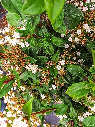 Spring Bouquet Viburnum - Size: 3 Gallon, Live Plant, Includes Special Blend Fertilizer & Planting Guide