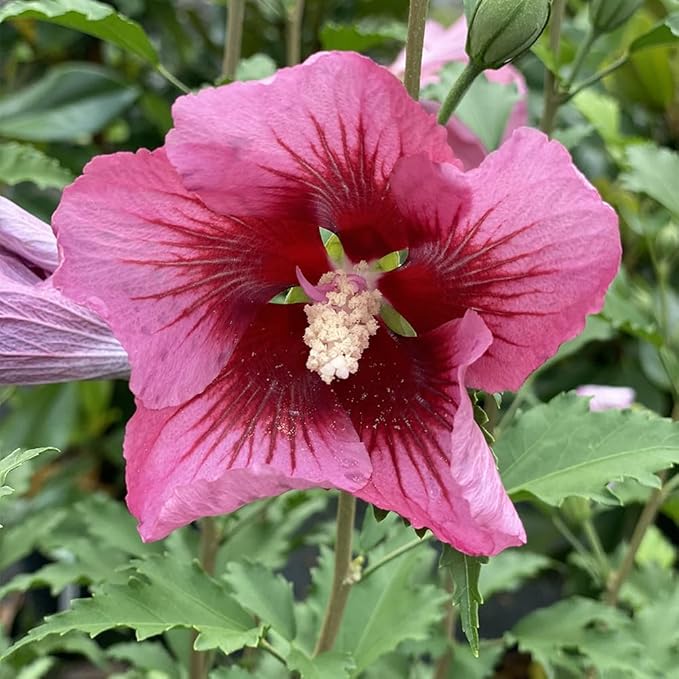 2g Proven Winners Hibiscus Red Pillar