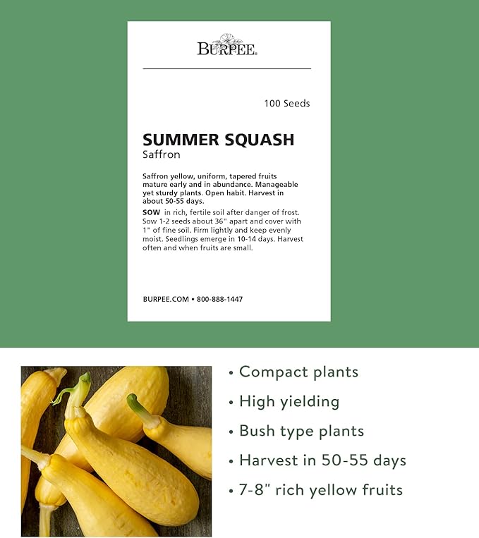 Burpee Straight Eight Slicing Cucumber 200 Seeds and Saffron Summer Squash 100 Seeds