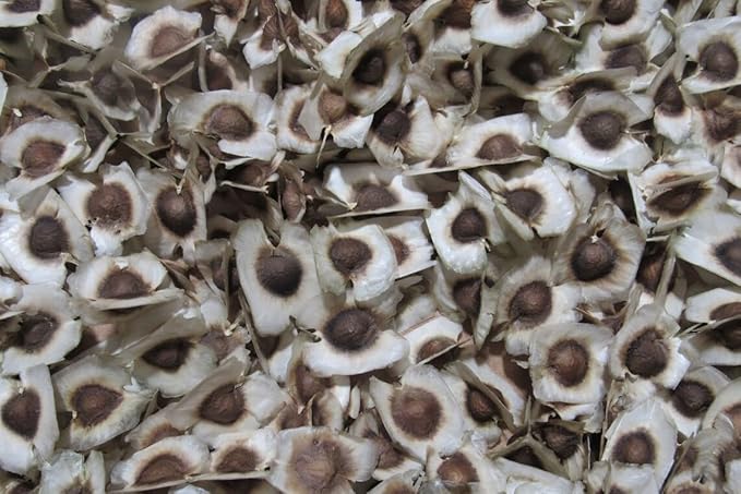 100+ Organic Moringa Seeds| Best for Planting & Gardening| High Yield Fully Matured Black Seeds|Semillas De Moringa Seeds only for Planting