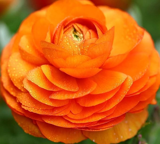 Mixed Peony Ranunculus Bulbs- Persian Buttercup -10 Corms Bulbs Flowering Blooms Perennial Bulbous Root Garden Plant (Orange)