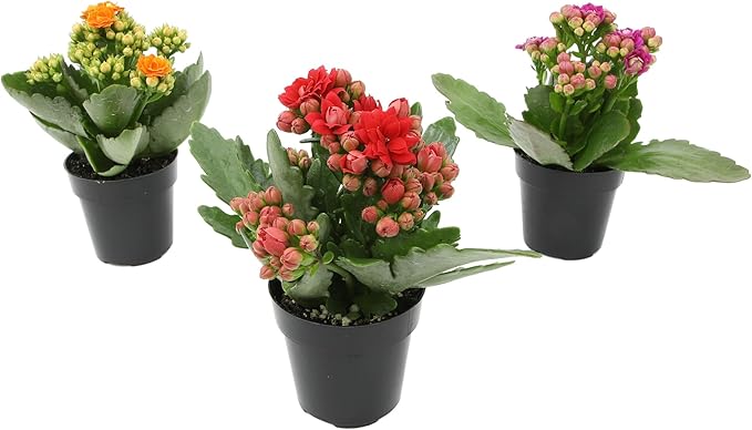 Kalanchoe Flower Plants 3PK, Desk Plant Decor, Live Succulent Gifts for Plant Lovers Gift Ideas, Kalanchoe Plants Live Houseplants Live Indoor, Live Succulents Plants Live Flowers by Plants for Pets