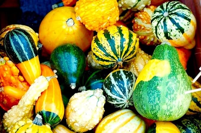 Decorative Pumpkin Seed Mix Ornamental Gourd Squash Mix 10 Non-GMO Seeds for Planting