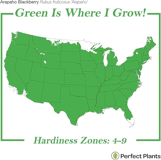 PERFECT PLANTS Arapaho Thornless BlackBerry Bush 1 Gal. Pot Tasty Sweet Fruit Large Firm Berries