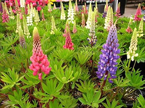 Dirt Goddess Super Seeds~ Lupine Mix Flower Seed 7 Species of Wildflower Seeds (1/4 Lb)