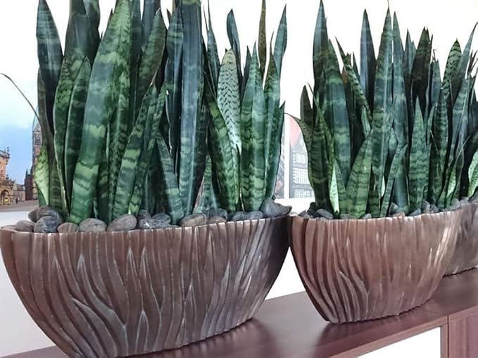 American Plant Exchange Snake Plant, Green Sansevieria Zeylanica, 6-Inch Pot, Easy-to-Care, Air Purifying Indoor Houseplant for Home, Office & Garden Décor or Gifting