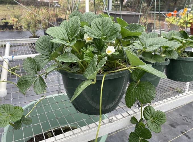 Enhanced Perlite Mix, Soil Amendment That Promotes Robust Growth with Diatomaceous Earth & Essential Nutrients for Plants, Transplanting, Garden Beds and Seedlings (12 QT)