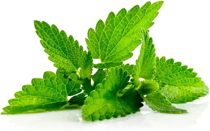 Peppermint Seeds 1000+ Seeds for Planting