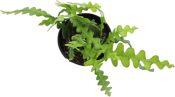Zigzag Fishbone Cactus Plants Hanging Basket, Epiphyllum Plant, RIC Rac Cactus Plants Live Succulents Plants Live Houseplants, House Plants Indoors Live Indoor House Plants by Plants for Pets