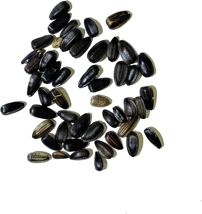 Seed Needs, Chocolate Sunflower Seeds - 40 Heirloom Seeds for Planting Helianthus annuus - Annual Flowers to Plant Outdoors, Attracts Bumblebees and Butterflies, Great as a Cut Flower (5 Packs)