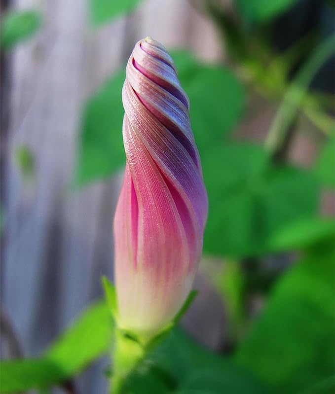Morning Glory Seed Mix of Blue, Purple, White, Rose Vine Seeds