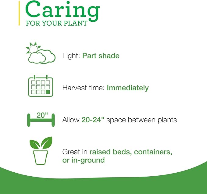 Bonnie Plants Lemon Balm Live Herb Plants - 4 Pack, Perennial In Zones 5 to 9, For Lemon Flavor In A Variety Of Dishes & Teas