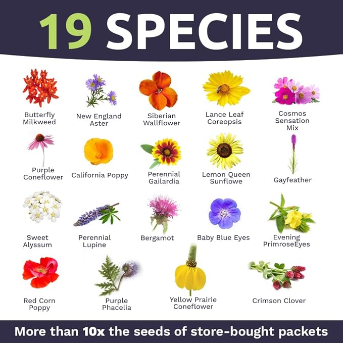 Bee Friendly Wildflower Seed Mix - Bulk 1/4 Pound Bag - Over 30,000 Open Pollinated Seeds - 100% Pure Live Seed - Save The Bees!