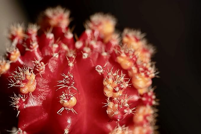 Grafted Cactus Plants Live in Clay Pots for Plants (3 PK), Live Cactus Plant in Cactus Soil Potting Mix, Live Mini Cactus Succulents Plants Live Cacti, Live Succulents in Cactus Pot by Plants for Pets