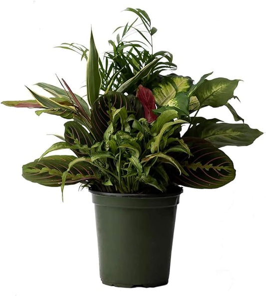 American Plant Exchange Live Dish Garden Assorted Foliage Plants, Ideal for Home and Garden Decor, 6" Pot