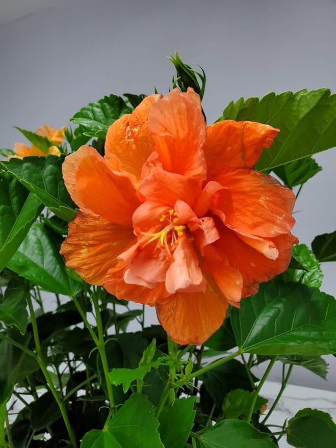 Hibiscus Bush - Double Peach Flowering Plant Live - Overall Height 26" to 28" - Tropical Plants of Florida (Plant Only)