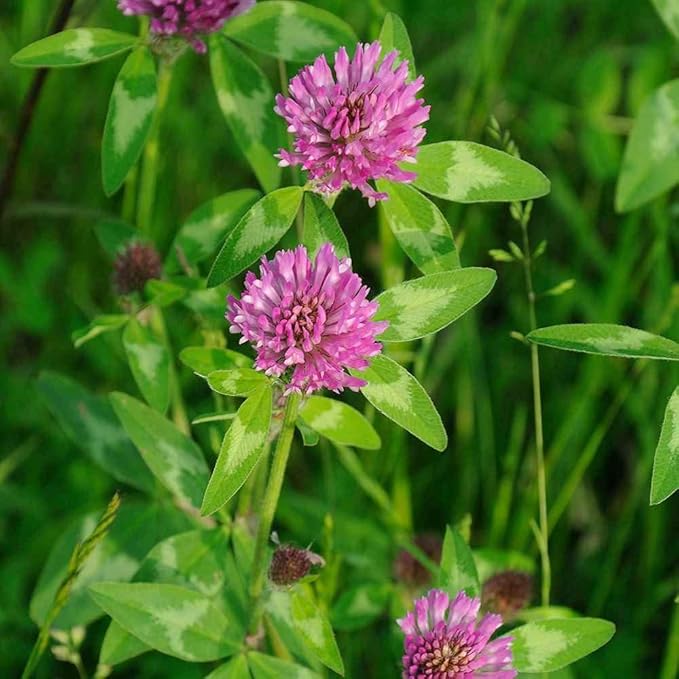 Todd's Seeds Red Clover Seeds, Non-GMO, Chemical Free, High Germination (One Pound)