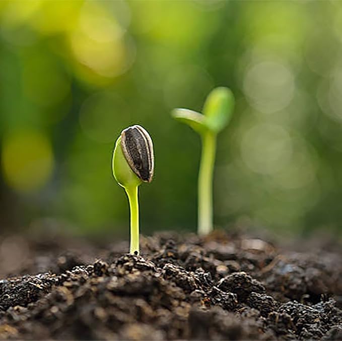 Double Sun Sunflower Seeds - Plants Grow up to 6 Feet