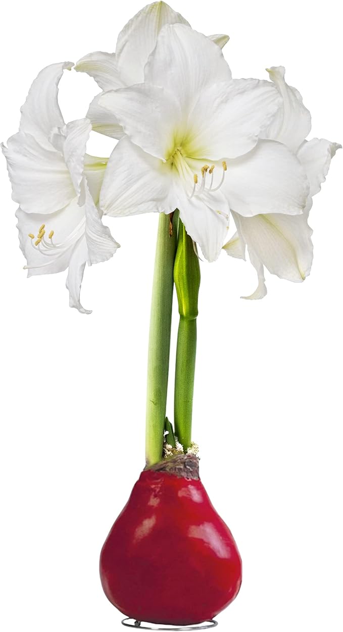 Waxed Amaryllis Bulb - Red Wax, White Blooms - Easy Care - No Watering Needed! Beautiful Spring Décor, Valentine's Day Special