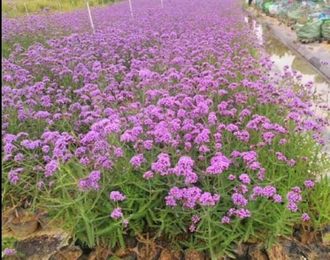 12000 Blue Vervain Flower Seeds Verbena Purpletop Vervain Verbena Officinalis