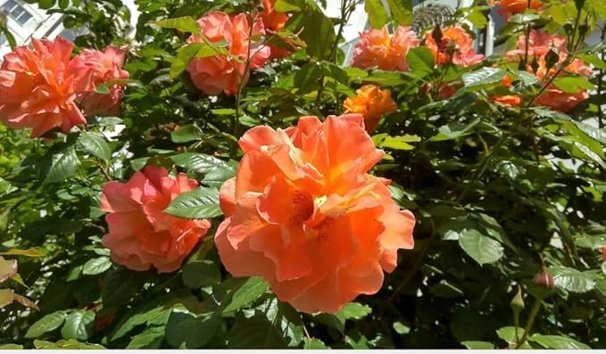 100pcs Pink Climbing Rose Vine Seeds - Amazing Growth and Beautiful Roses - Perennial Heirloom Non-GMO Outdoor