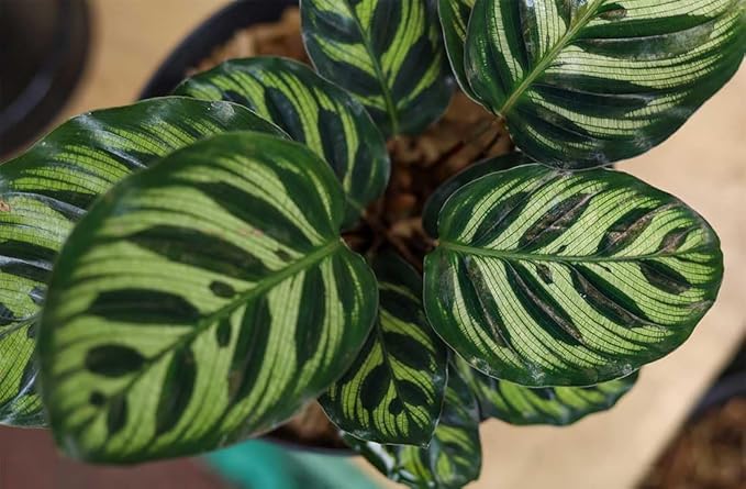 American Plant Exchange Calathea Makoyana, Live Prayer Plant, Small 4" Pot, Air-Purifying, Easy to Care Indoor Houseplant, Tropical Home Décor