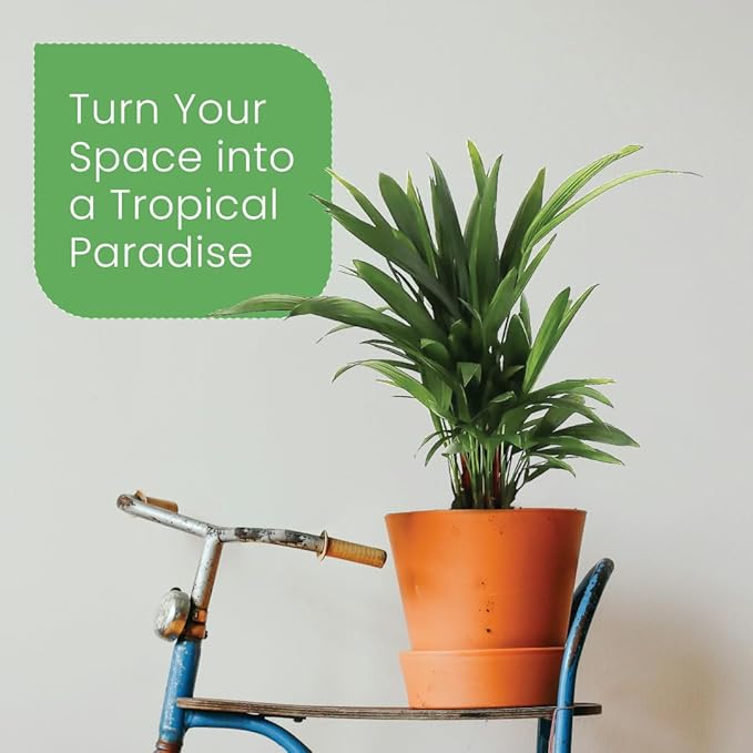 American Plant Exchange Lipstick Palm, Sealing Wax Live Plant, 10" Pot, Exotic Palm Tree, Green Foliage