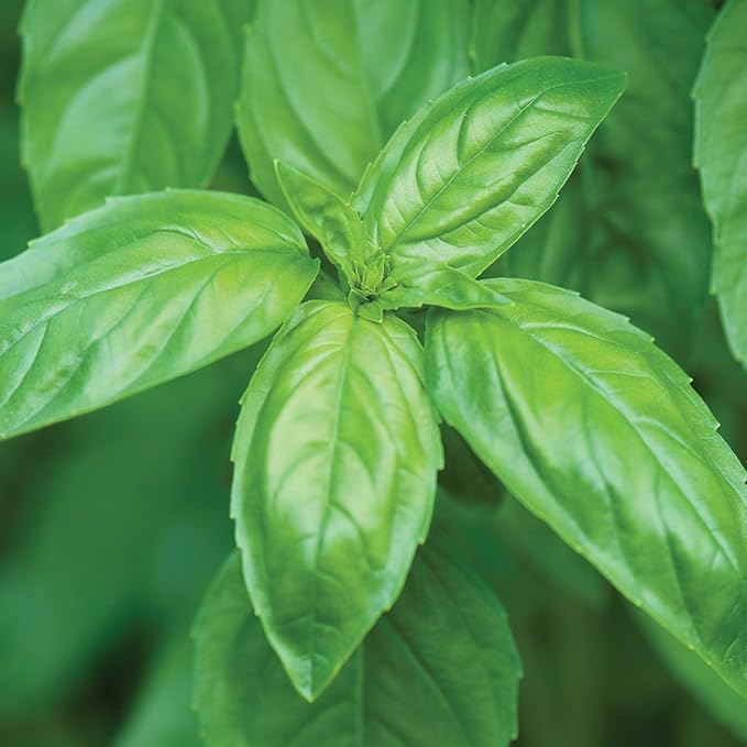 Burpee Genovese Basil Seeds 400 seeds