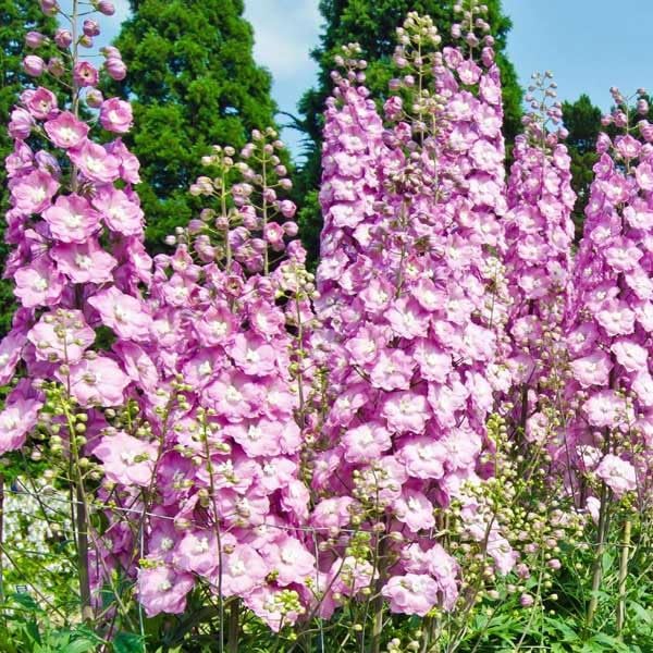Outsidepride 1000 Seeds Delphinium Rose Larkspur Flower Seeds for Planting
