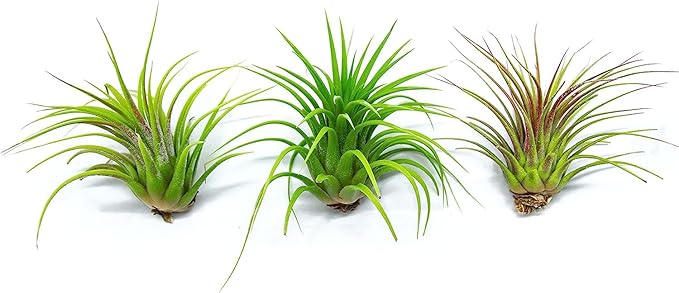 Tillandsia Air Plants Live Indoor Plants (12PK), Airplants Variety Live Plant Kit, Tropical Plants Live Houseplants, Air Plant Live Succulents Plants Live Plants Indoor House Plants by Plants for Pets