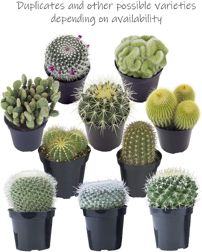 Assorted Cactus Collection 2.5" 12 pack