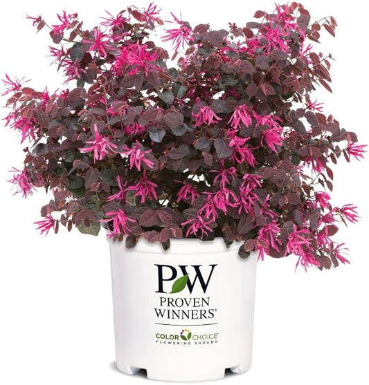 2 Gallon Proven Winners Loropetalum Jazz Hands Pink Shrub