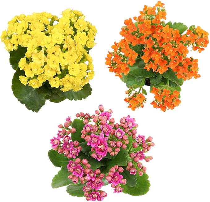 Kalanchoe Live Succulents Plants Live Flowers (3 Pack), Kalanchoe Plant Live Succulent Plants, Kalanchoe Plants Live Indoor Plants Live Houseplants, Fresh Flowers for Delivery Prime by Plants for Pets