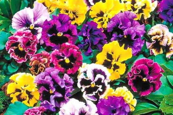 Ruffled Frilly Mixed Pansy Seed 40+ Seeds for Planting Frizzle Sizzle Flower