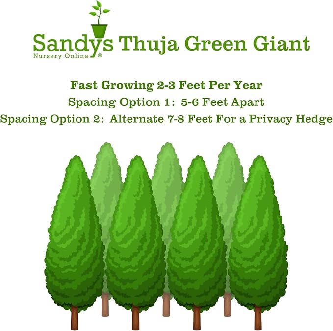 Thuja Green Giant Arborvitae Lot of 6, 3 Inch Pot