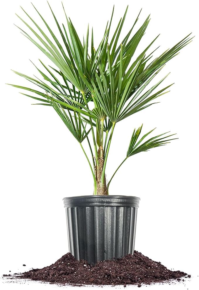 Windmill Palm in 3 Gal. Grower's Pot | Cold Hardy Tropical Tree | Low Maintenance | Drought Tolerant