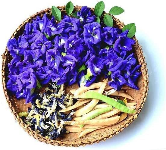 100 Butterfly Pea Flower Seeds - HOA Dau Biec - Blue Butterfly Pea Vine Seeds (Clitoria Ternatea) Asian Pigeonwings -Tropical Vine Plant Seeds- Edible Flower Seeds