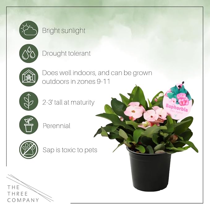 Live Crown of Thorns (Euphorbia Milii) - Light Pink Blooms - Long Lasting Flowers - Beautiful Spring Décor - 8" Tall by 5" Wide