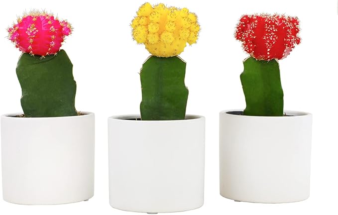 Grafted Cactus Plants Live in White Plant Pots (3 PK), Live Cactus Plant in Cactus Soil Potting Mix, Live Mini Cactus Succulents Plants Live Cacti, Cactus Pots with Live Succulents by Plants for Pets