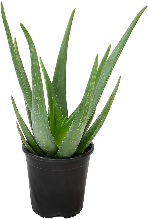 Live Aloe Vera Plant Live Succulents Plants Live Plants (1G), Aloe Plant Live Succulent Plants Live Aloe Plants Live Houseplants, Aloe Vera Plant Indoor Succulents Indoor Plants by Plants for Pets