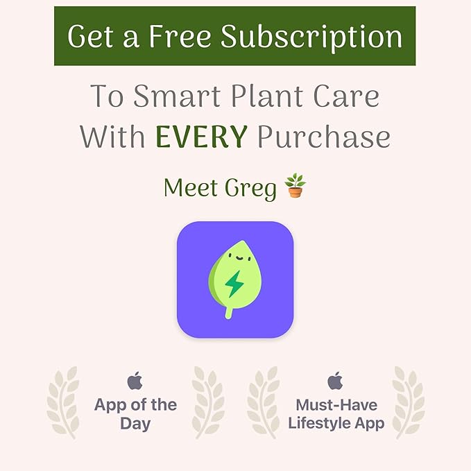 American Plant Exchange Lady Palm Live Plant, Plant Pot for Home and Garden Decor, 10’’ Plant Pot