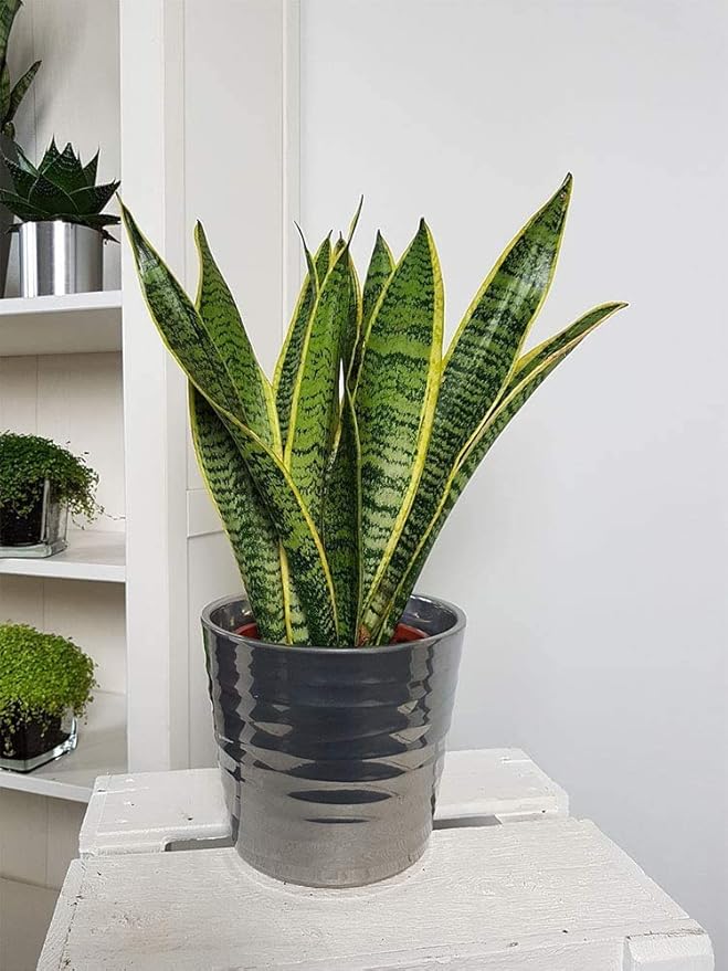 American Plant Exchange Snake Plant, Medium-Size 6-Inch Pot Yellow Sansevieria, Easy-to-Care Air Purifying Live Houseplant for Home, Office & Garden Décor