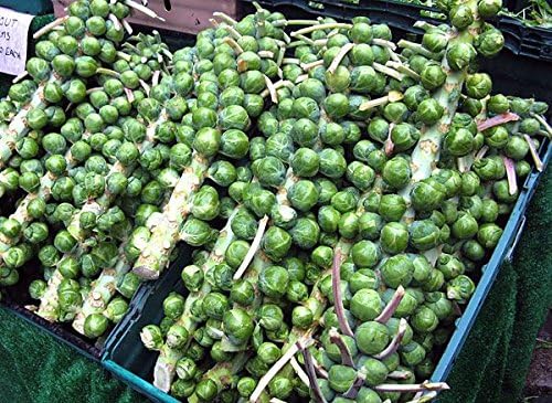 100+ Long Island Improved Brussel Sprouts Seeds Heirloom Non-GMO, Delicious from USA