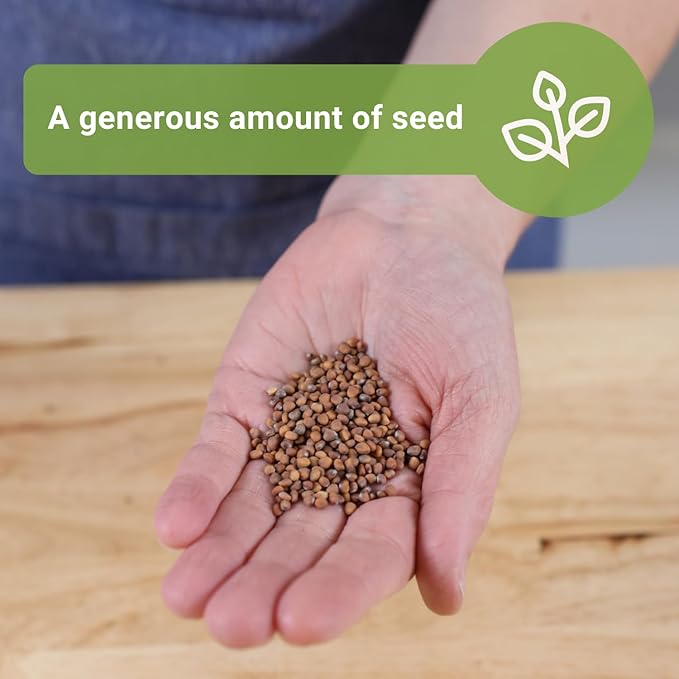 Sow Right Seeds - Bulk Watermelon Radish Seed for Planting - 10 Grams, 950 Seeds - Non-GMO Heirloom Jumbo Pack with Instructions to Plant a Home Vegetable Garden - Grow Loads of This Rare Veggie