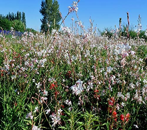 100+ Gaura lindheimeri Flower Seeds White & Pink Gaura Whirling Butterflies Summer Breeze