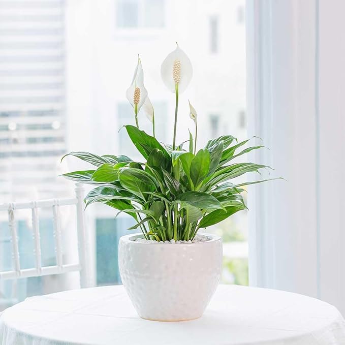 American Plant Exchange Peace Lily, Live Indoor Flowering Houseplant, Easy Care, Low Light, 6-Inch Pot W/Deco Cover, 15-24 Inches Tall, Home, Office & Patio Décor, Housewarming or Sympathy Gift