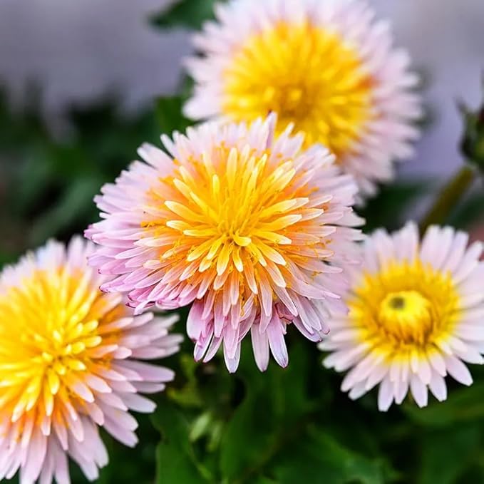 8000+ Dandelion Seeds for Planting Wild Flower Garden Home Seeds